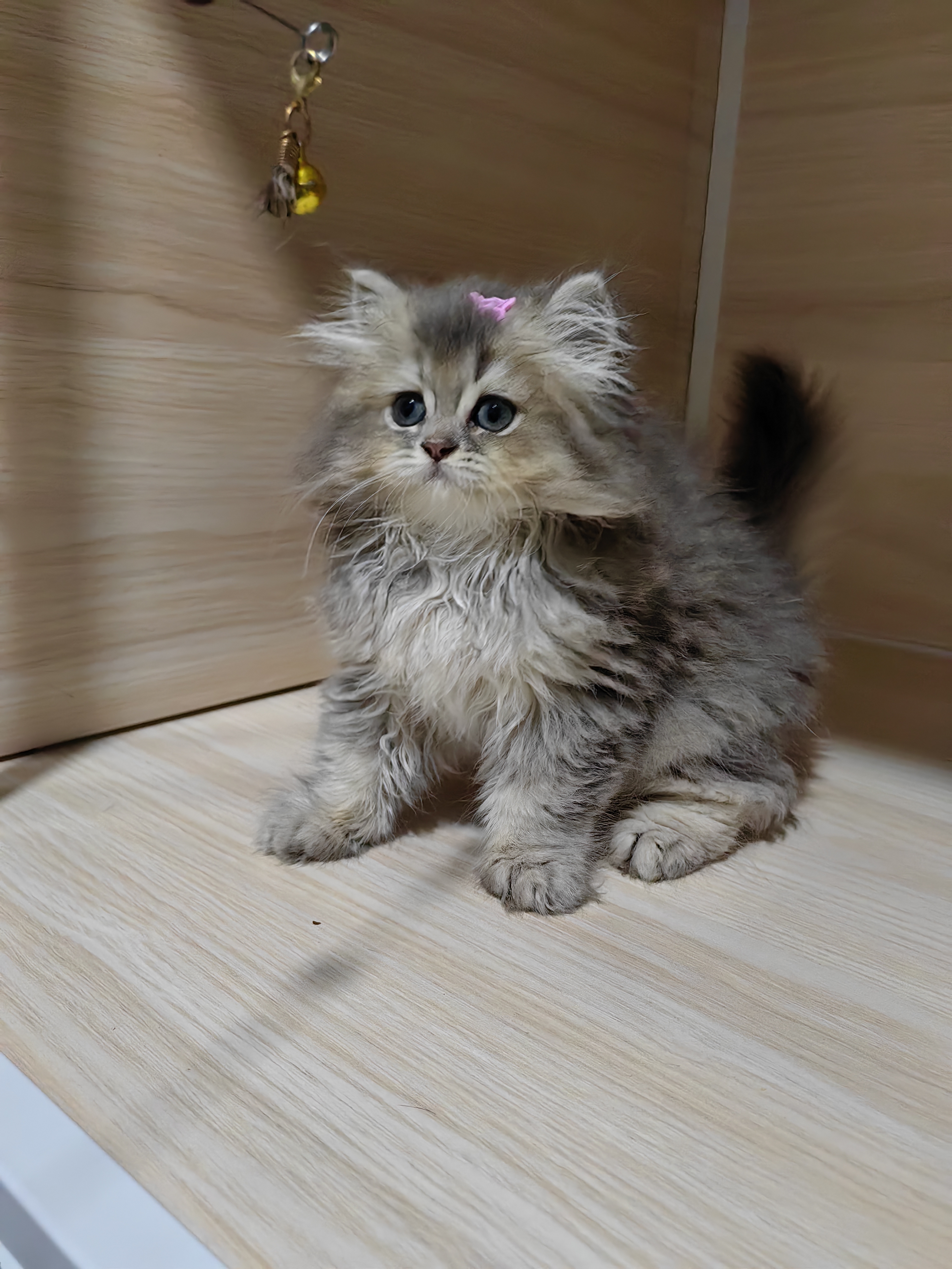 长毛蓝金渐层妹妹